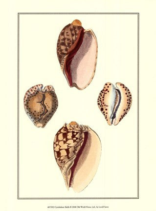 Cymbidum Shells