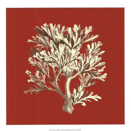 Coral on Red IV