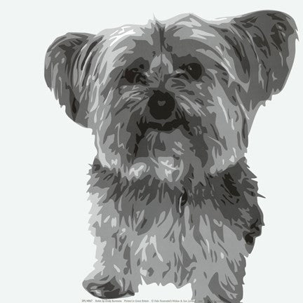 Yorkie