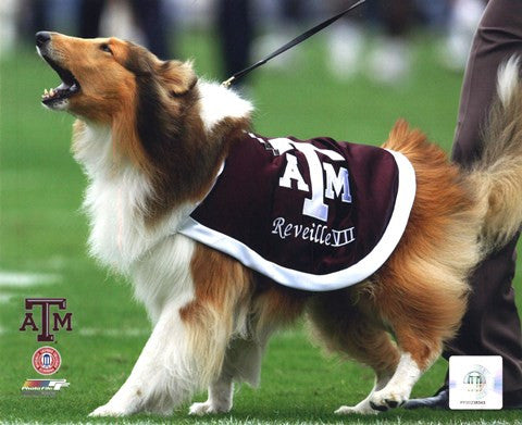 Reveille VII Texas A&M Aggies Mascot 2005