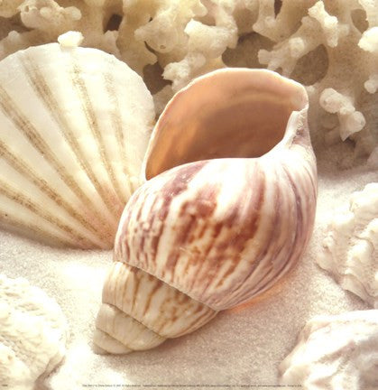 Coral Shell II