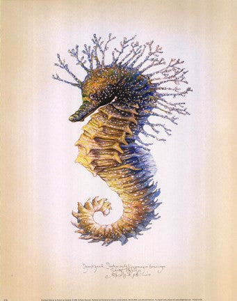 Shorthead Seahorse