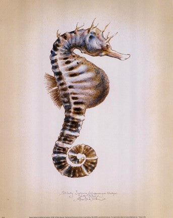 Potbelly Seahorse