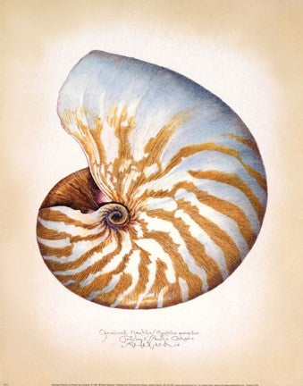 Chambered Nautilus