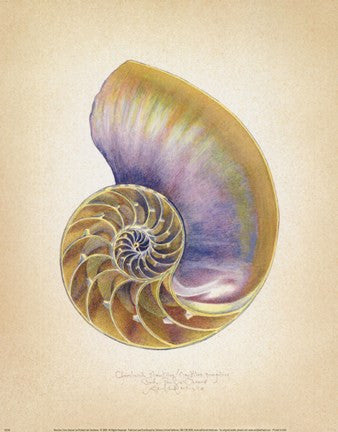 Nautilus Cross Section