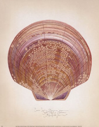 Saucer Scallop