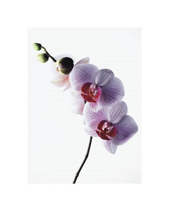 Orchid