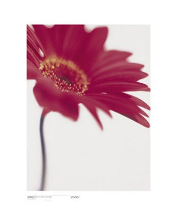 Gerbera, Bright Red on White