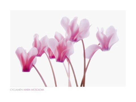 Cyclamen