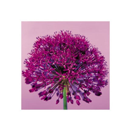 Pink Allium