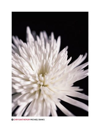 Chrysanthemum