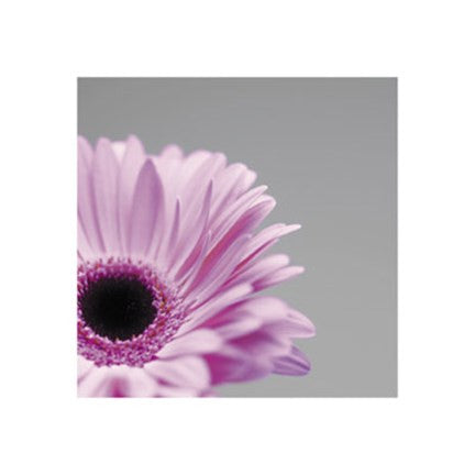 Pink Gerbera