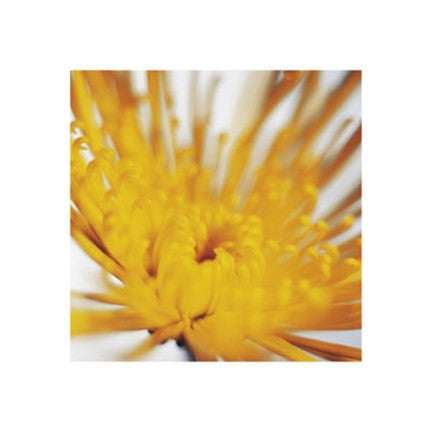 Chrysanthemum, Yellow on White