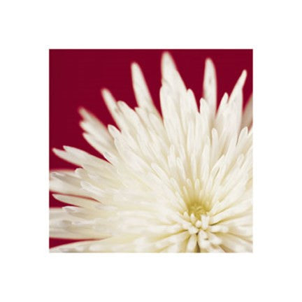 Chrysanthemum, White on Dark Red