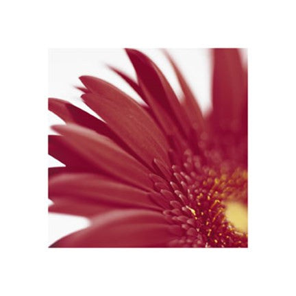 Gerbera, Bright Red on White