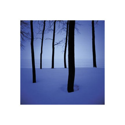 Trees in Snow