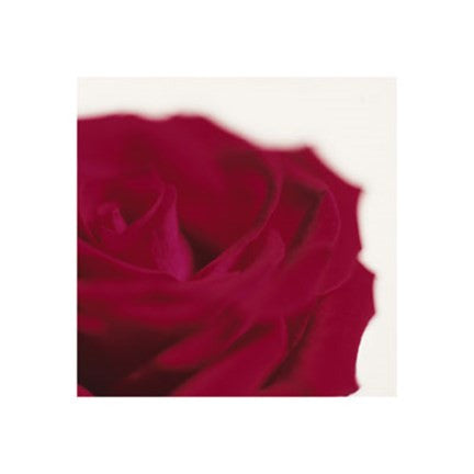 Rose, Dark Red on White