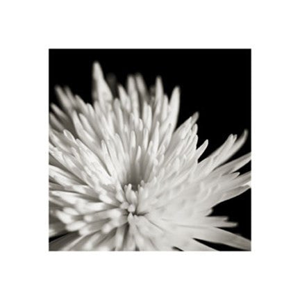 Chrysanthemum