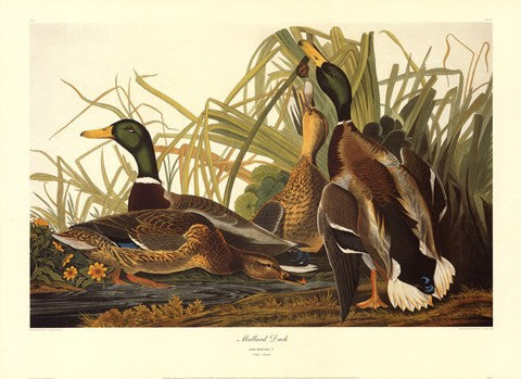 Mallard Duck