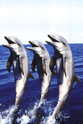 Dancing Dolphins