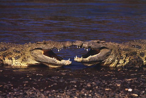 Kissing Crocs