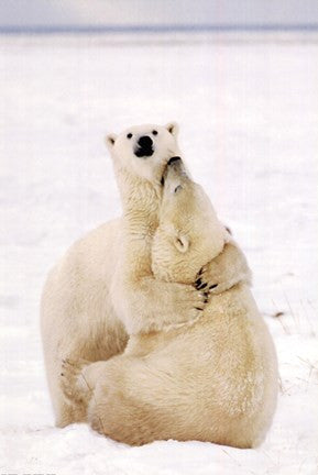 Playful Polar Bears