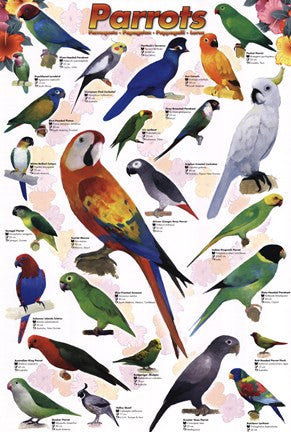 Parrots