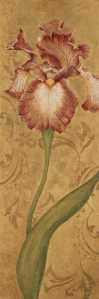 Iris Elegance II