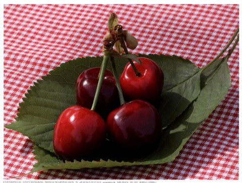 Morello Cherries I