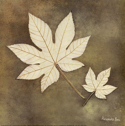 Maple Leaf