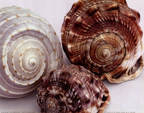 Spiral Shells