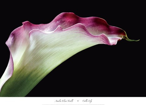 Calla Lily