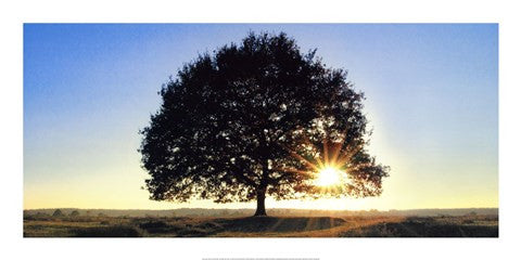 Lonely Tree in De Hoge Veluwe, the Netherlands