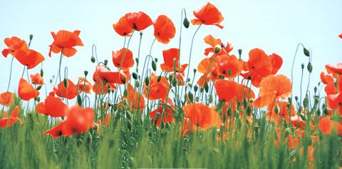 Poppy Field