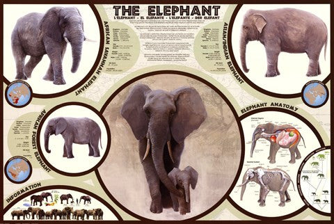 The Elephant