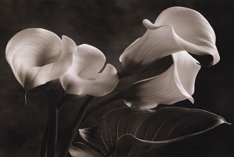 Calla Lily