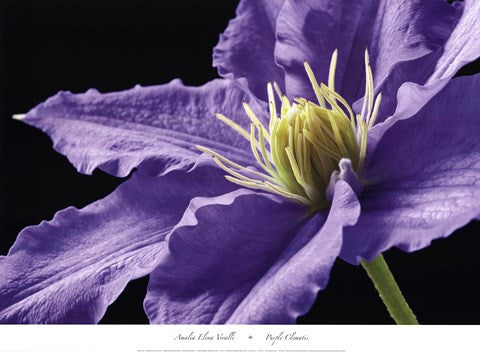 Purple Clematis