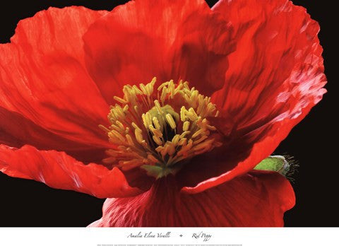 Red Poppy