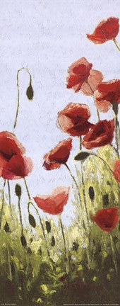 Mountain Poppies II