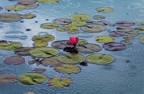 Waterlilies