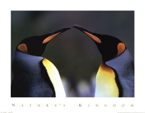 King Penguins