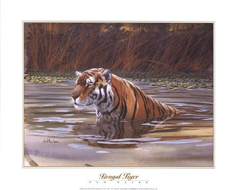 Bengal Tiger