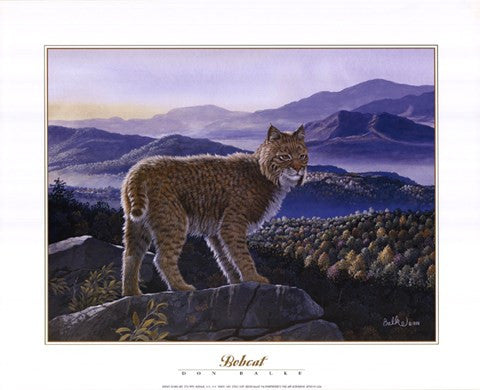 Bobcat