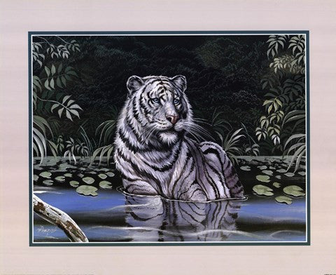 Wading White Tiger