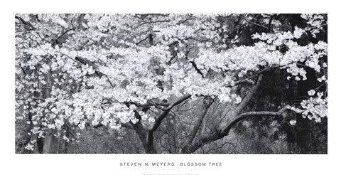 BLOSSOM TREE