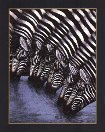 Zebra's Watering Hole