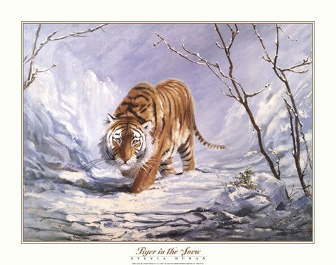 Tiger In The Snow