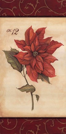 Poinsettia