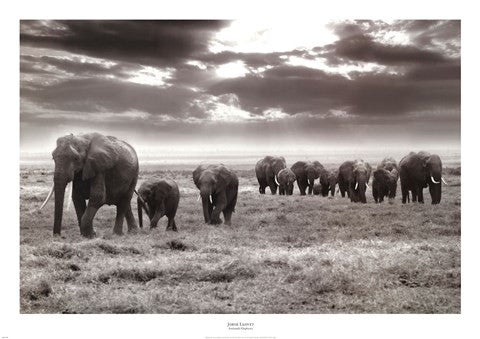 Amboseli Elephants