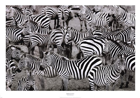 Zebras Abstraction